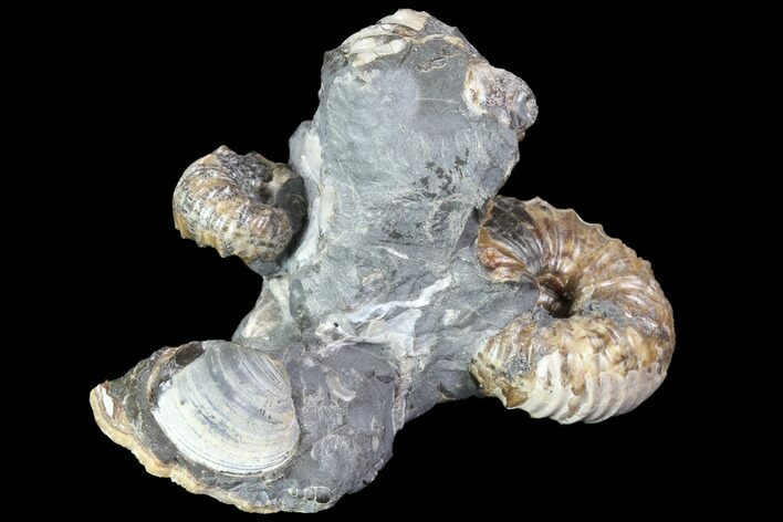 Hoploscaphites Ammonite With Clam, Gastropod, Baculite - Wyoming #86216